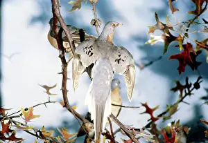 Taxidermy: Passenger Pigeons