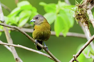 Arenal: Passerini's Tanager