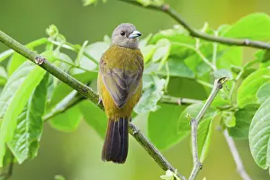 Arenal: Passerini's Tanager (female)