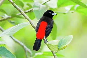 Arenal: Passerini's Tanager (male)