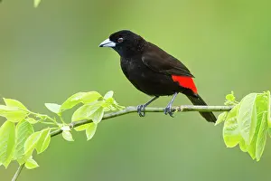 Arenal: Passerini's Tanager (male)