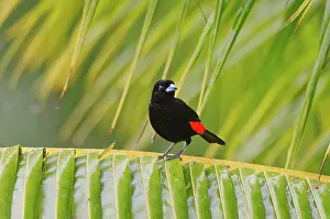 Ramphocelus: Passerini's Tanager / Scarlet-rumped Tanager