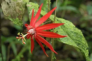 Passiflora: Passion Flower