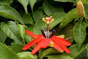 Passiflora: Passion flower