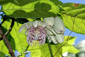 Passiflora: Passion flower