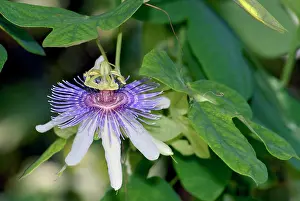 Passiflora: Passion flower