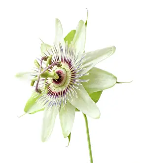 Passiflora: Passion flower