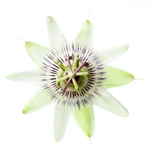 Passiflora: Passion flower