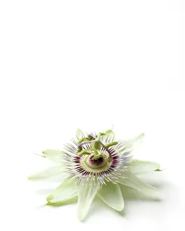 Passiflora: Passion flower