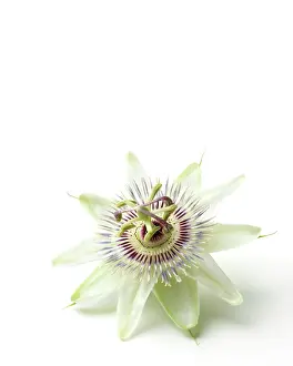 Passiflora: Passion flower