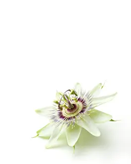 Passiflora: Passion flower