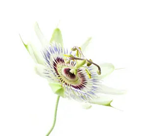 Passiflora: Passion flower