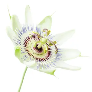 Passiflora: Passion flower