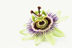 Passiflora: Passion flower