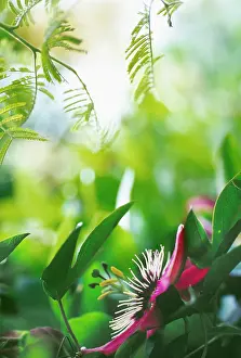 Passiflora: Passion flower