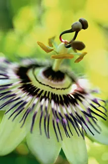 Passion: Passion flower