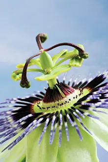 Passion: Passion flower