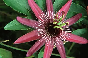 Passion: Passion flower