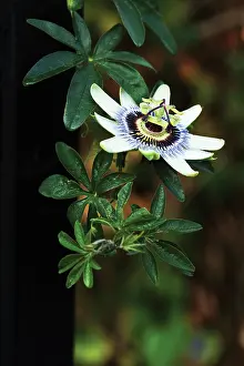 Passion: Passion flower