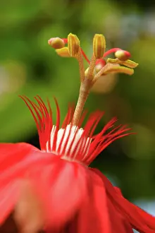 Racemosa: Passion flower
