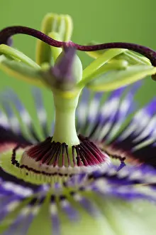 Passion: Passion flower