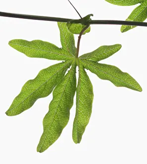 Passion: Passion flower