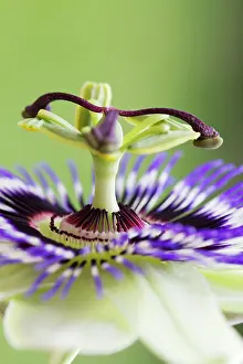 Passion: Passion flower