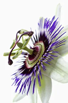 Passion: Passion flower