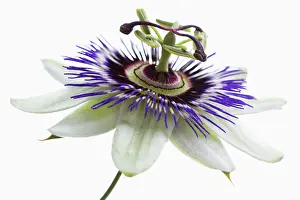 Passion: Passion flower