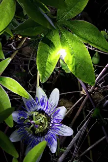 Passion: Passion flower