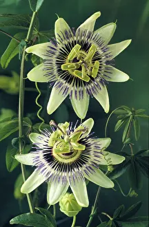 Passion: Passion flower