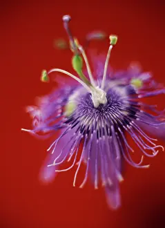 Passion: Passion flower