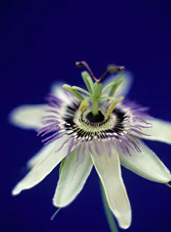 Passion: Passion flower