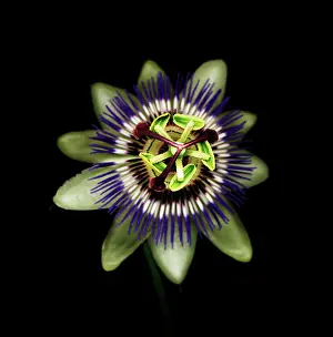 Passion: Passion flower