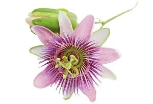 Passion: Passion flower