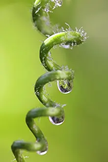 Tendril: Passion flower
