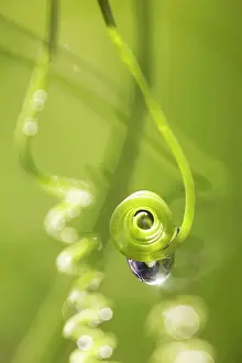 Tendril: Passion flower