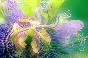 Tendril: Passion flower