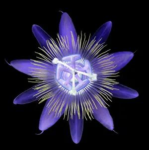 Passion: Passion flower