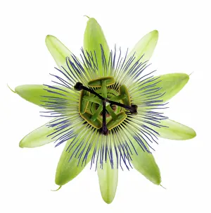 Passion: Passion flower