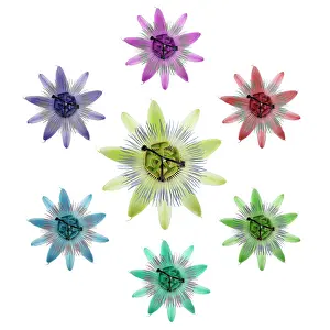 Passion: Passion flower