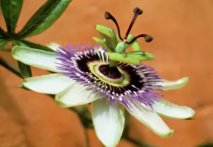 Passion: Passion flower