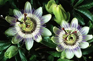 Passion: Passion flower
