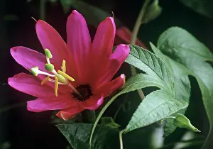 Passion: Passion flower