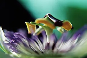 Passion: Passion flower