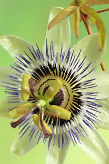 Geometrical: Passion flower