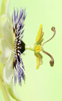Geometrical: Passion flower