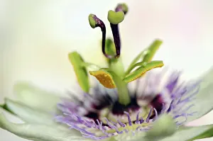 Passion: Passion flower