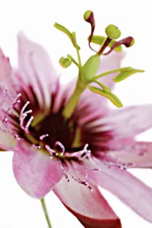 Passion: Passion flower