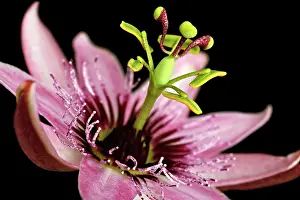 Passion: Passion flower